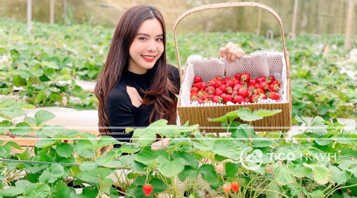 Tour du lịch Đà Lạt 1 ngày lịch trình hấp dẫn trọn gói