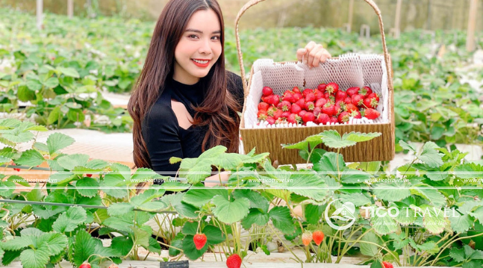 Tour du lịch Đà Lạt trọn gói 1 ngày mới nhất