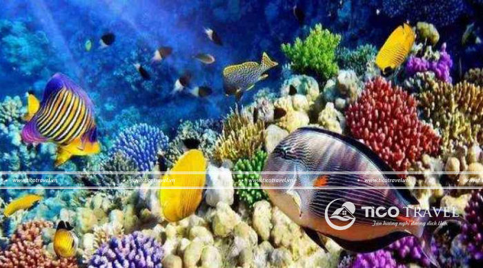 Tour 3 đảo Vip Nha Trang 1 ngày trọn gói