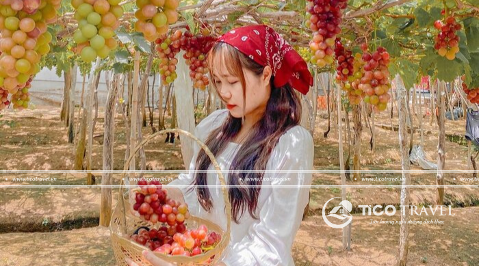 Tour du lịch Ninh Thuận 1 ngày lịch trình siêu hấp dẫn